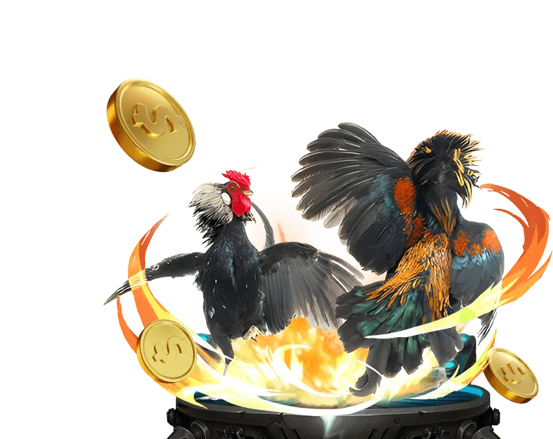 Đá gà truyền thống Việt Nam